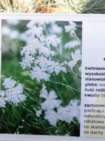 Goździk piaskowy Little Maiden na skalniak