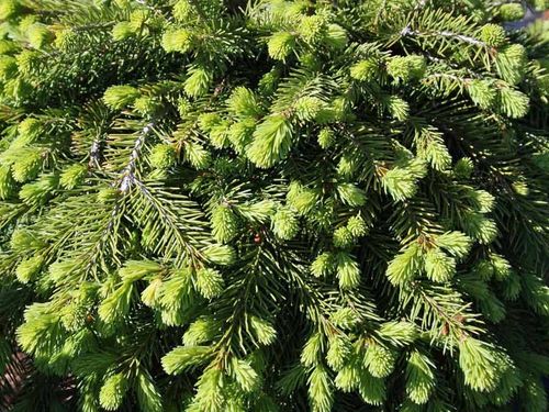 Świerk pospolity Formanek C3 na Arena.pl