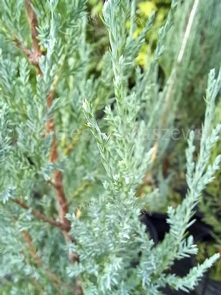 Jałowiec skalny Blue Arrow forma strzelista zdjęcie 1