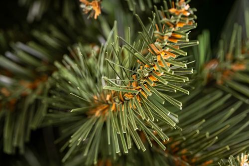 Choinka Świerk Nordycki 180cm na Arena.pl