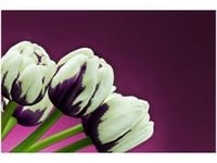 120CM 80CM OBRAZ ŚCIENNY FIOLETOWE TULIPANY