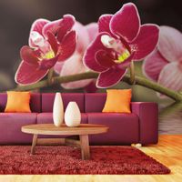 Fototapeta - Delikatne orchidee na wodzie 450x270