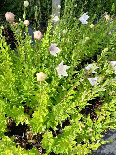 Platykodon różowy sadzonka skalniak rabata na Arena.pl