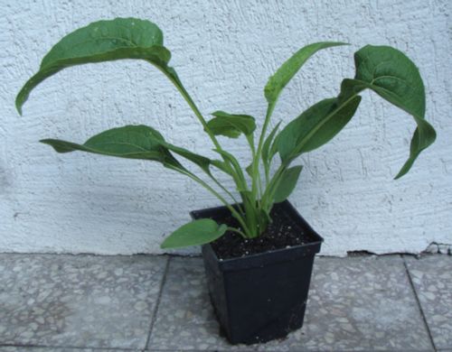 JEŻÓWKA Echinacea Mellow Yellows sadzonki w don. !! na Arena.pl