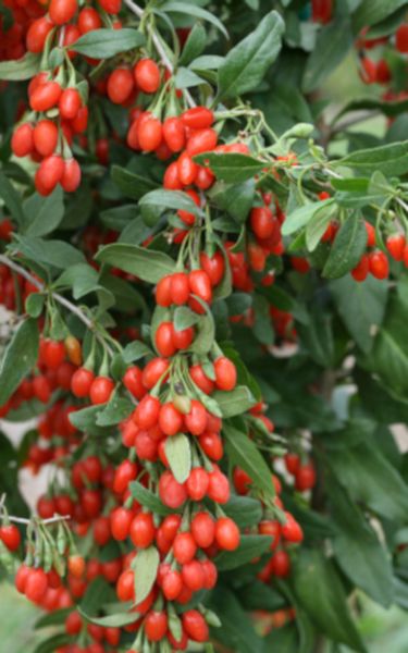 JAGODA GOJI NEW BIG Kolcowój - sadzonki w doniczkach zdjęcie 1