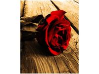 40X50CM RÓŻA SEPII OBRAZ