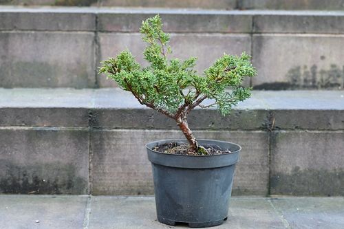 Jałowiec chiński Shimpaku - Juniperus chinensis 0051 na Arena.pl