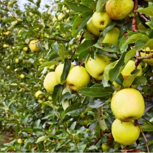 SADZONKI DRZEWKA OWOCOWE JABŁOŃ SZARA RENETA NAJLEPSZA CENIONA DO na Arena.pl