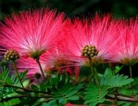 ALBICJA jedwabna ROŚLINA KTÓRA ŚPI ŚWIECI W NOCY 30-50 CM