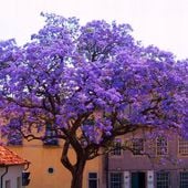 Paulownia Omszona Cesarska (Oxygen Tree - Drzewo Tlenowe) Co2