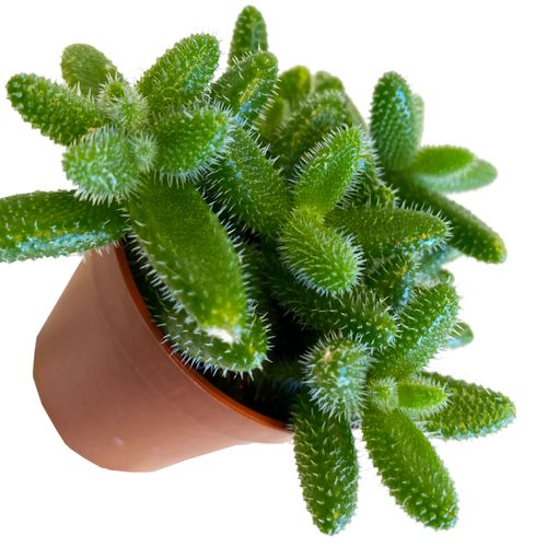 Delosperma Echinatum 8 cm na Arena.pl