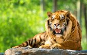 FOTOTAPETA LAS TYGRYS NATURA ZWIERZĘTA