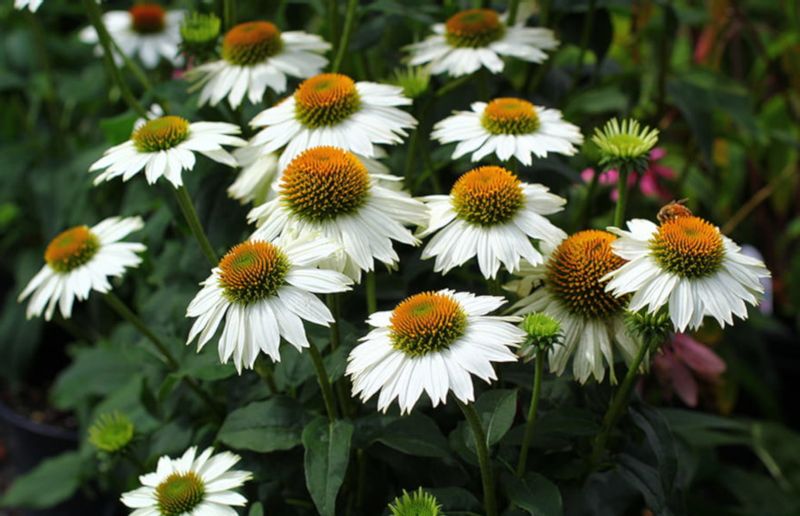 JEŻÓWKA Pow Wow White Echinacea - sadzonki w don. zdjęcie 2