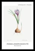 Plakat 20x30cm Design Blue Dutch Iris, Redoute Vintage do Salonu