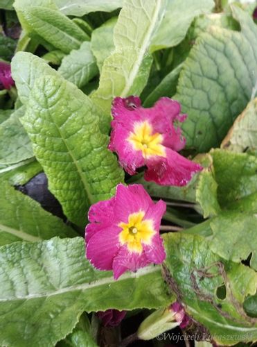 Pierwiosnek bezłodygowy sadzonka rabata prymulka na Arena.pl