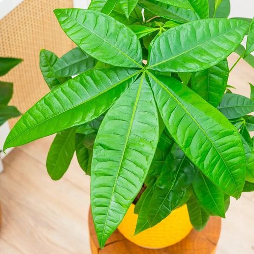 Pachira Aquatica DRZEWKO SZCZĘSCIA I Pieniędzy - Sekrety Feng Shui Dla na Arena.pl