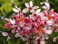 CASSIA JAVANICA Cassia javanica - NASIONA 50 sztuk - 10g.