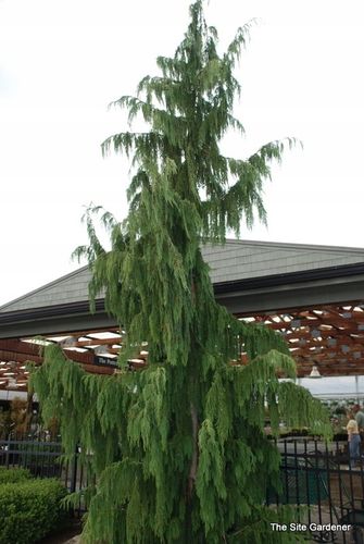 Cyprysik Nutkajski Pendula 40-60cm C3 na Arena.pl