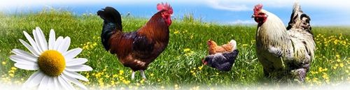 POIDŁO POIDŁA KARMNIK DLA DROBIU KUR GĘSI - 6 KG POLSKI PRODUCENT na Arena.pl