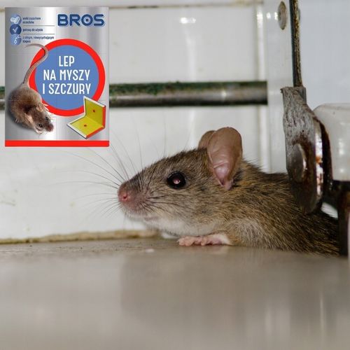 BROS LEP NA MYSZY SZCZURY GRYZONIE PUŁAPKA KLEJOWA WABIĄCA ZAPACHEM 12 na Arena.pl