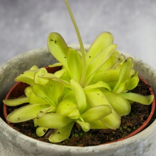 Pinguicula Tłustosz "TINA" idealny na ziemiórki, muszki owocówki itp. na Arena.pl