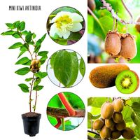 Mini Kiwi Aktinidia gładkie owoce KRZEW 40-80 cm