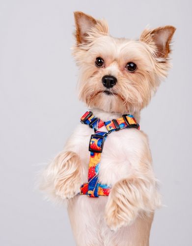 Szelki dla psa bezpieczne dla kręgosłupa Chaba Guard Story XL 30mm Aussie na Arena.pl