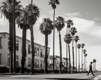 Plakat 76x60,5cm Spacer w Cieniu Palm