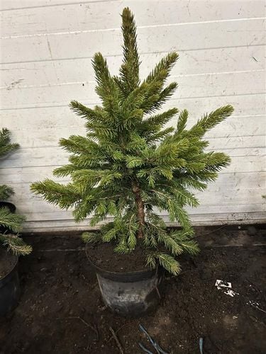 ŚWIERK SREBRNY KAIBAB - sadzonki 40 / 60 cm na Arena.pl