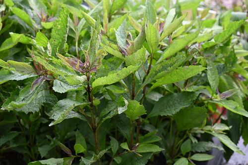 Sadziec Baby Joe - Eupatorium maculatum na Arena.pl