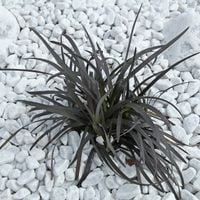 Konwalnik NIGRESCENS Czarna trawa Ophiopogon Niger Sadzonki w doniczkach 1L