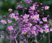 RUTEWKA Lavender Mist - sadzonki w doniczkach