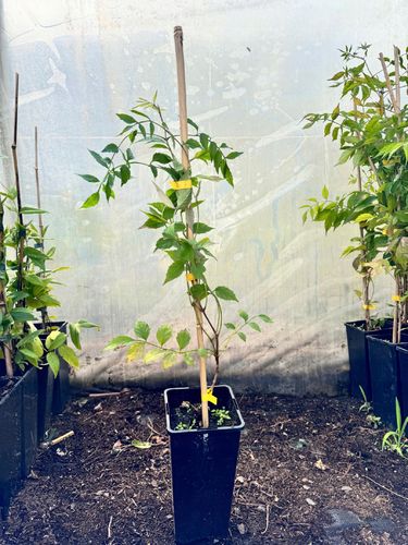 Milin pomarańczowy amerykański 'Ursynów' (Campsis radicans) Doniczka 2.0L na Arena.pl