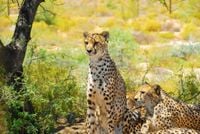 FOTOTAPETA zwierzęta DZIKIE KOTY cętki futerko