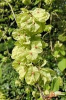 WIĄZ GÓRSKI Ulmus glabra - NASIONA 1300 sztuk - 10g.