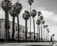 Plakat 50x40cm Spacer w Cieniu Palm