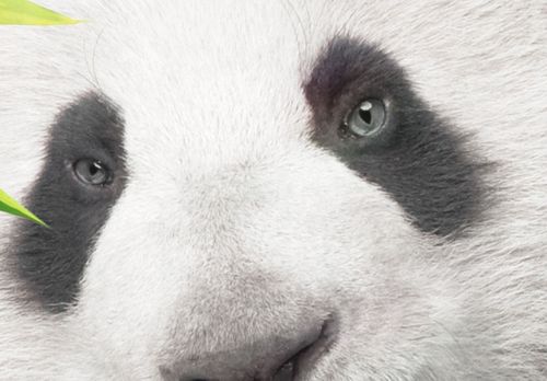 Obraz - Słodka mała panda Rozmiar - 100x50 na Arena.pl