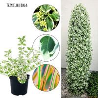 Trzmielina Biała zimozielony gęsty KRZEW 25-35 cm