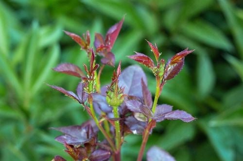 Polysect owadobójczy mszyca mączlik ziemiórka działa 21 dni 750ml na Arena.pl