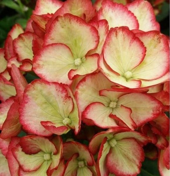 Hortensja ogrodowa Magical FLAMENCO ZMIENIA KOLORY zdjęcie 1