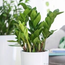 SUBSTRAL OCHRONA KWIATY 100ml OWADOBÓJCZY I GRZYBOBÓJCZY ZIEMIÓRKI na Arena.pl