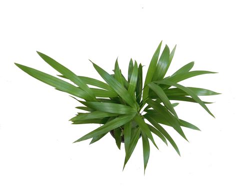 PALMA AREKA (ARECA) na Arena.pl
