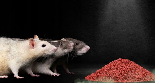 RATIMOR Trutka na myszy i szczury zbożowa Zatrute ziarno Bromadiolon na Arena.pl