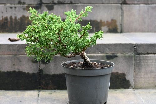Jałowiec chiński Shimpaku - Juniperus chinensis 0033 na Arena.pl