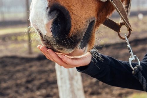 SUSZ Z LUCERNY 20KG LUCERNA GRANULOWANA DLA KONI KRÓLIKÓW GRANULAT PELLET na Arena.pl
