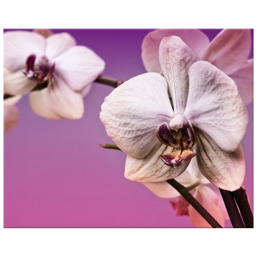 Obraz Na Płótnie 50X40 Kwiaty na Arena.pl