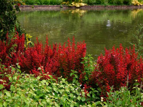 Berberys Thunberga 'Orange Pillar' (Berberis thunbergii) Poj. 1.0L na Arena.pl