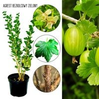 Agrest bezkolcowy zielony duże owoce KRZEW 40–80 cm