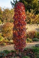 AMBROWIEC SZCZEPIONY KOLUMNOWY SLENDER SILHOUETTE SPEKTAKL BARW