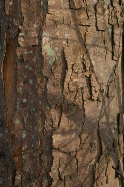 KLON JAWOR ACER - sadzonki w doniczkach Miododajna zdjęcie 2